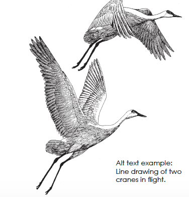 Line drawing of two cranes in flight.