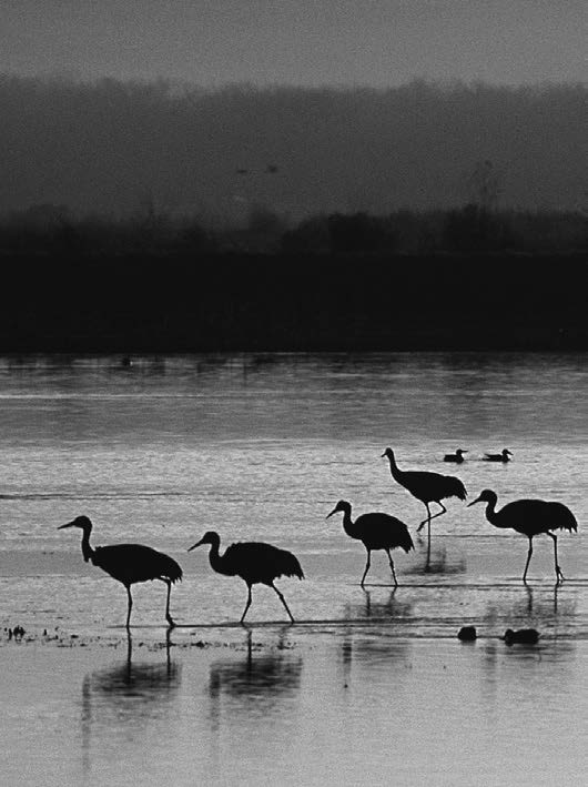 Blck and white photograph showing cranes walking on the edge of a lake.