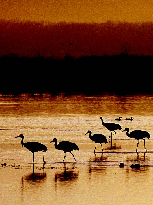Sepia photograph showing cranes walking on the edge of a lake.