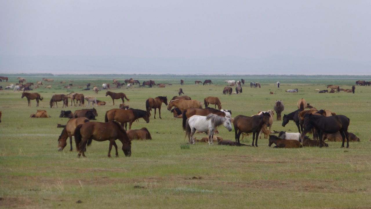 Mongolian horses J Wright