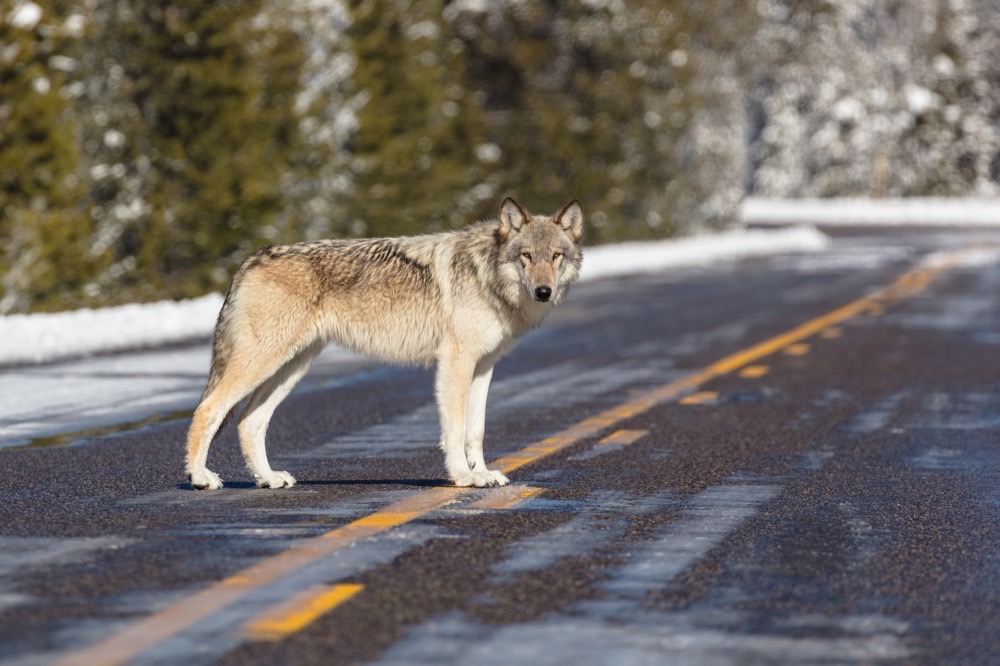 University Press of Colorado - The Wolf in Western Colorado