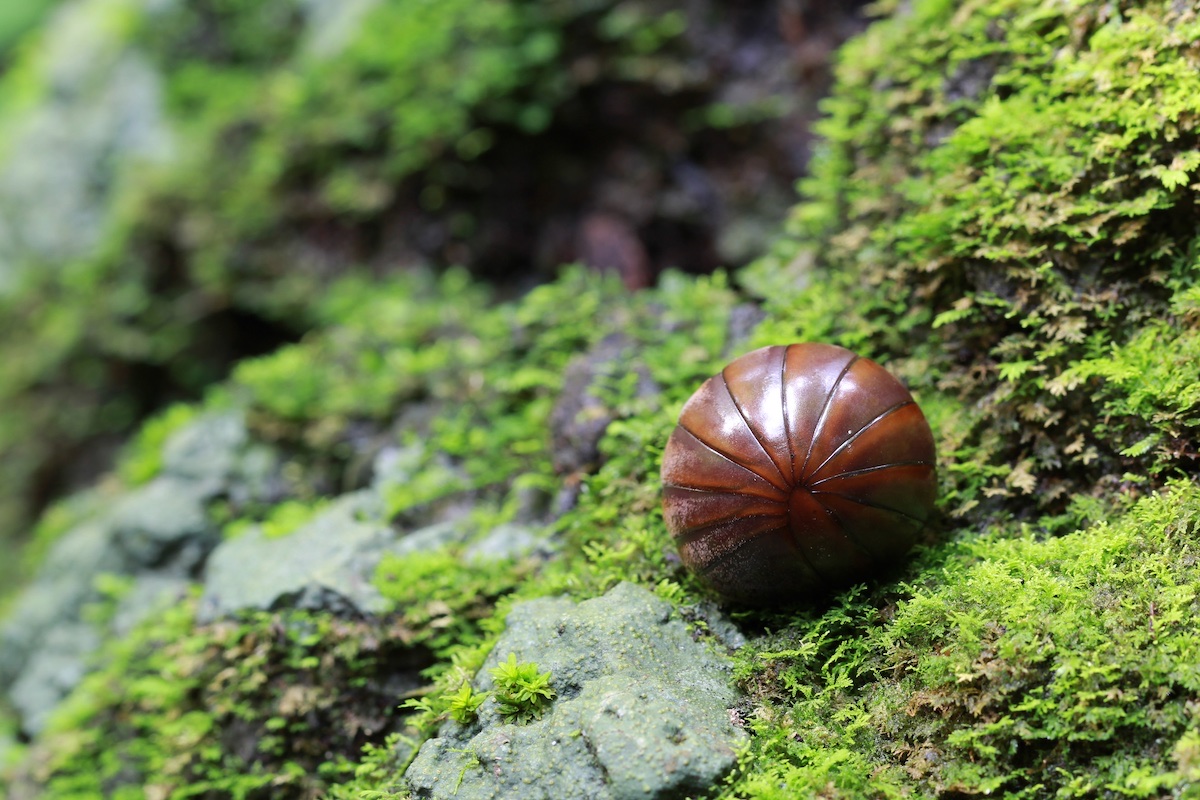 University Press of Colorado - Gerald Callahan